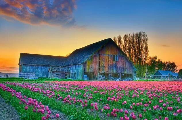 spring-farm-picture-tulips-sunset-jim-casler